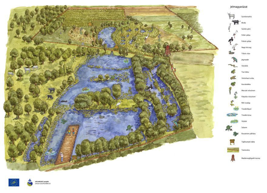 The planned extension of the Buffalo Lake in the Tiszatarján floodplain (Created by Kinga Csaba, Csilla Ruzics)