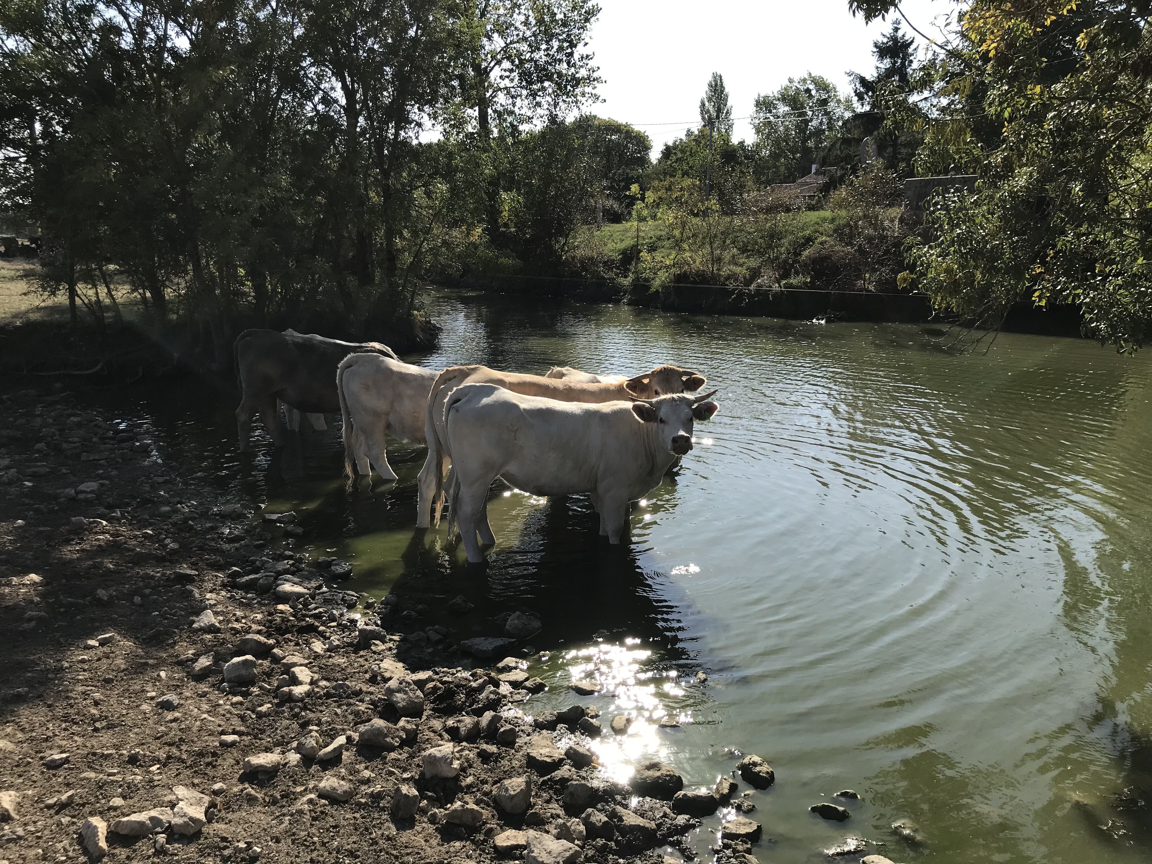 Cows drinking water in the park