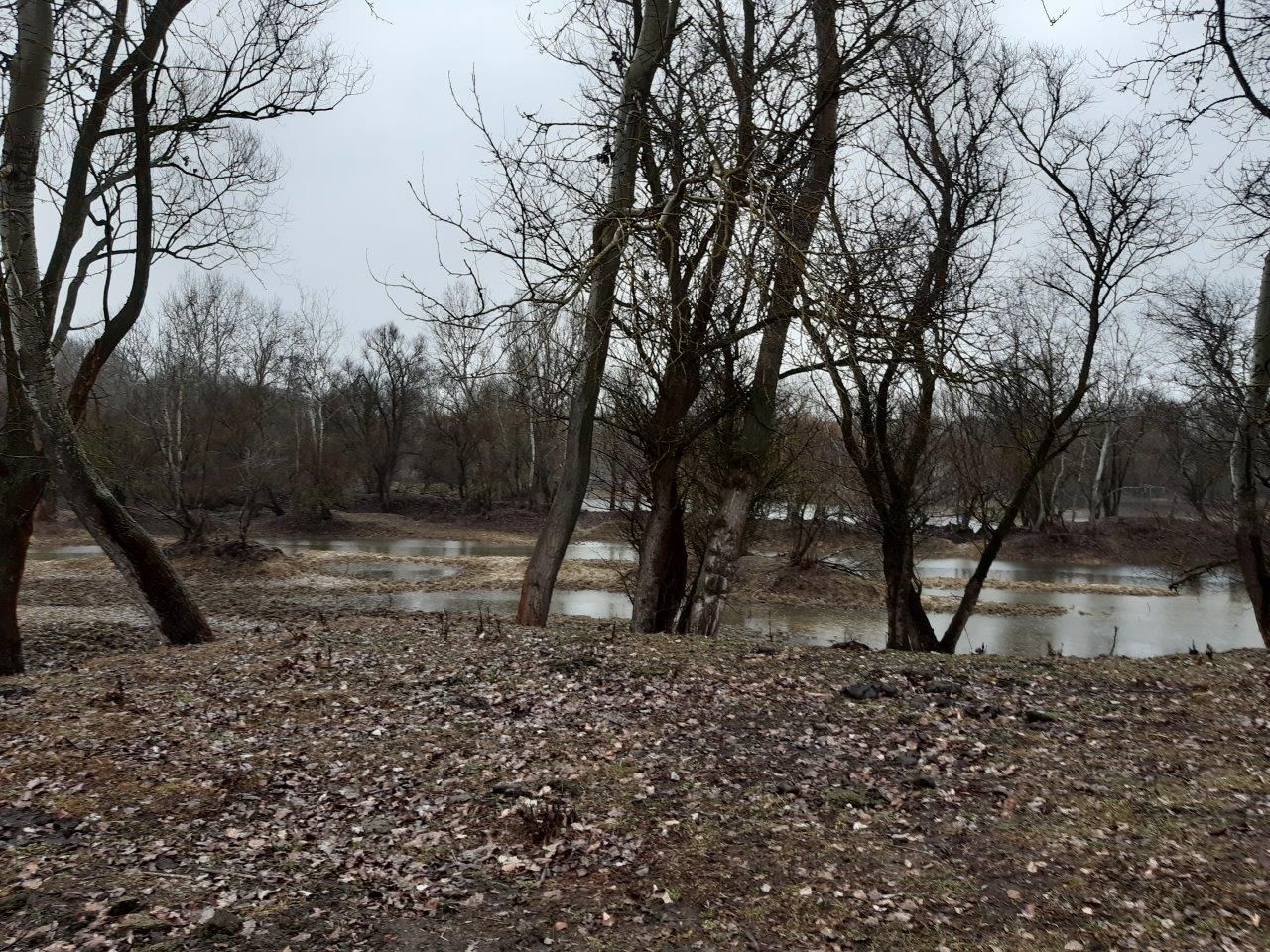 Low water level in the Tiszatarján floodplain