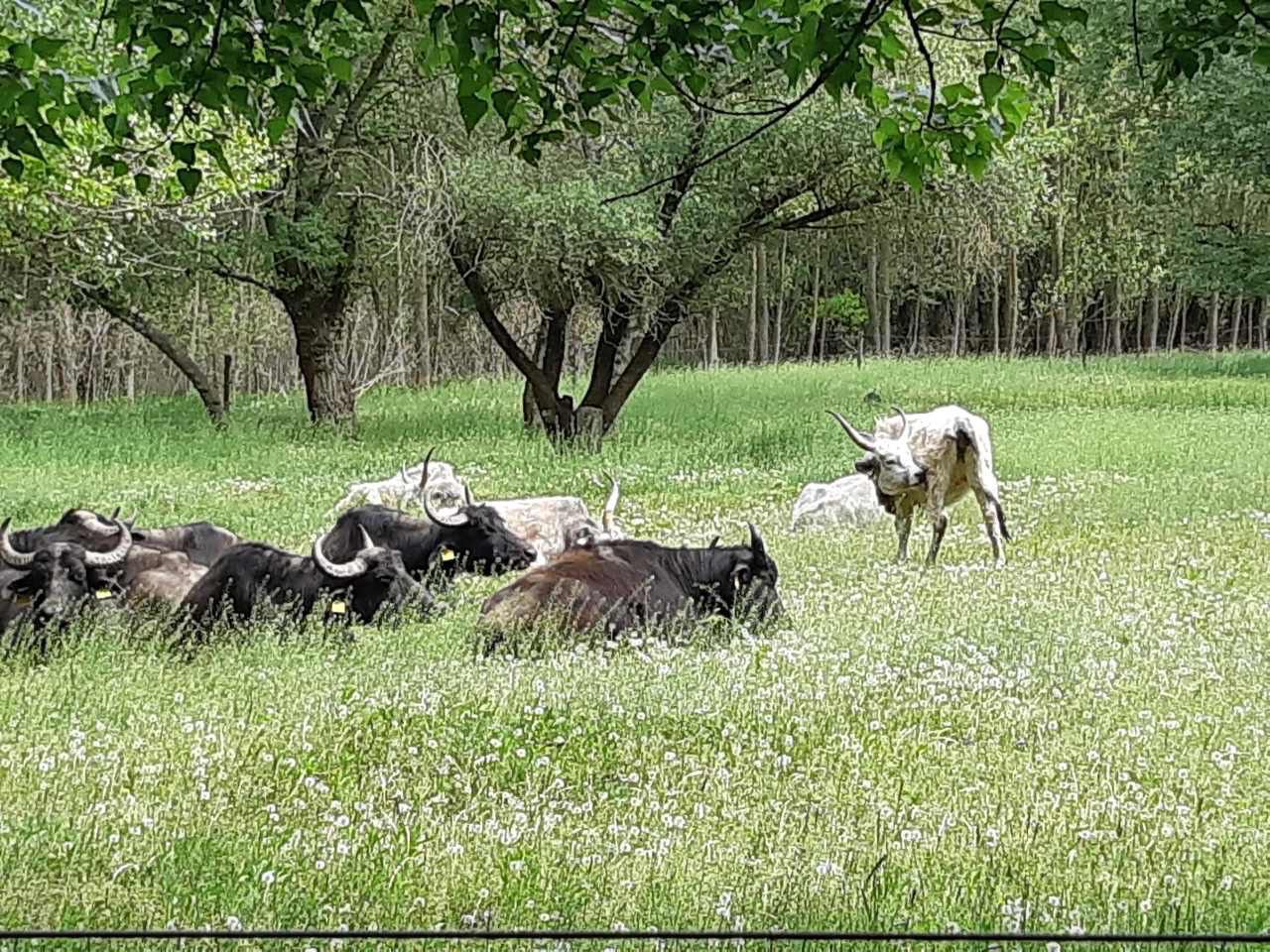 Buffaloes and Hungarian gray cattle around the lake