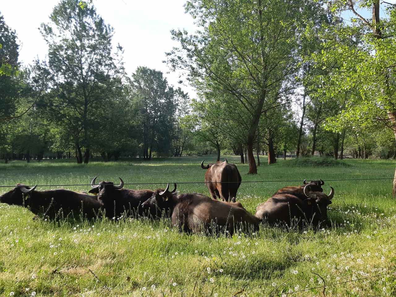 Buffaloes and Hungarian gray cattle around the lake